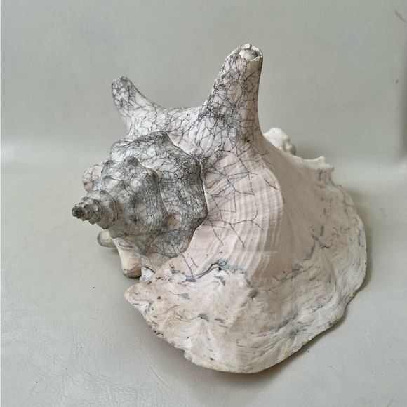 Vintage Natural Queen Conch Horned Large Seashell - Picture 1 of 12
